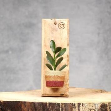image PLANTE VERTE SUPPORT BOIS SUSP