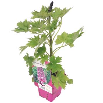 image DELPHINIUM LILAS PINK WHITE