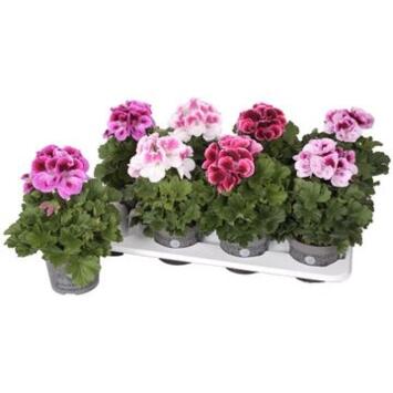 image PELARGONIUM GRANDIFLORUM VARIE