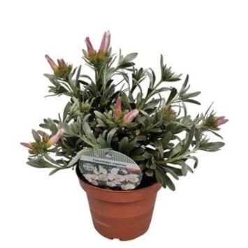 image CONVOLVULUS CNEORUM