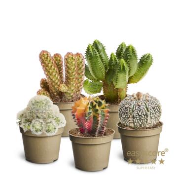 image CACTUS SPECIAL VARIE