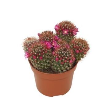 image CACTUS MAMMILLARIA ERNESTII P TERRE
