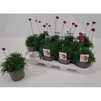 image ARMERIA ARMADA ROSE
