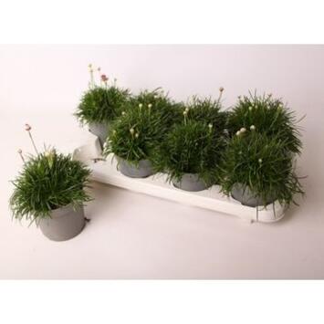 image ARMERIA ARMADA ROSE