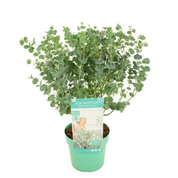 image EUCALYPTUS GUNNII AZURA