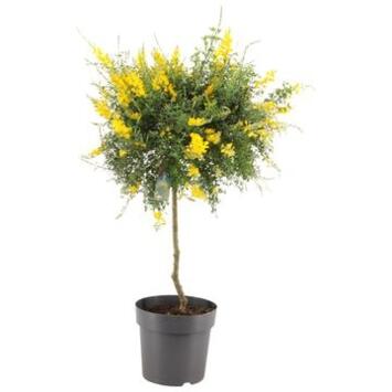 image CYTISUS SPACHIANA TIGE