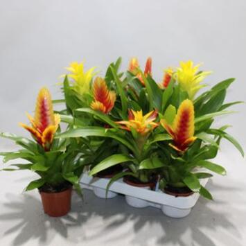 image BROMELIACEE JAUNE ORANGE
