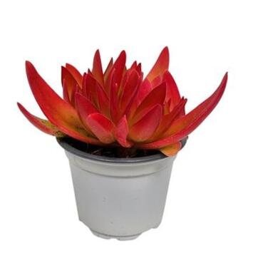 image CRASSULA ON FIRE