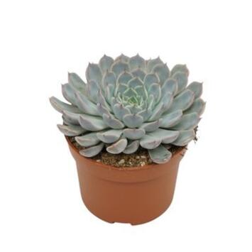 image ECHEVERIA CUSPIDATA