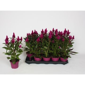 image CELOSIE DEEP PURPLE