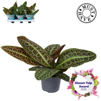 image LABISIA OBTUSIFOLIA KURA KURA