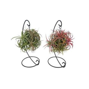 image TILLANDSIA METAL SUSP