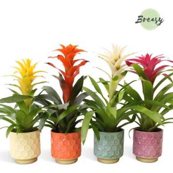 image GUZMANIA VARIE CERAM