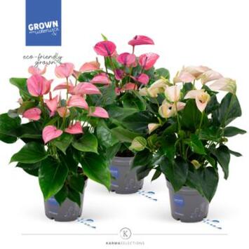 image ANTHURIUM ANDREANUM VARIE