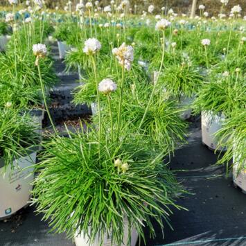 image ARMERIA ARMADA WHITE