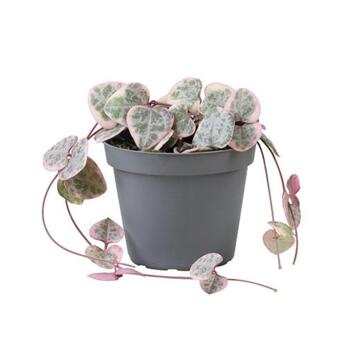 image CEROPEGIA WOODII