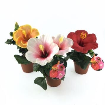 image HIBISCUS ROSA SINENSIS MINI