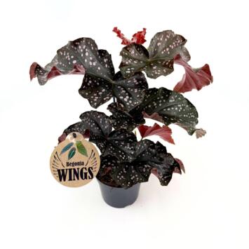 image BEGONIA CRACKLIN ROSIE