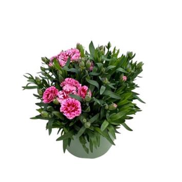 image OEILLET SUNFLOR CHARMY