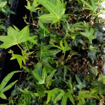 image HEDERA ANITA BQ10
