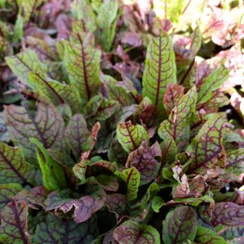 image RUMEX SANGUINEUS BQ10