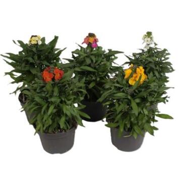 image ERYSIMUM VARIE