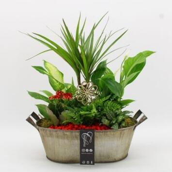image COMPO 6 PLANTES ZINC