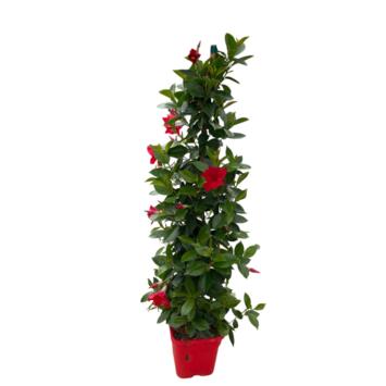 image DIPLADENIA COLLECTION PYRAM