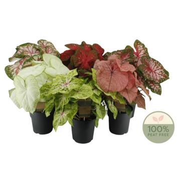 image CALADIUM VARIE