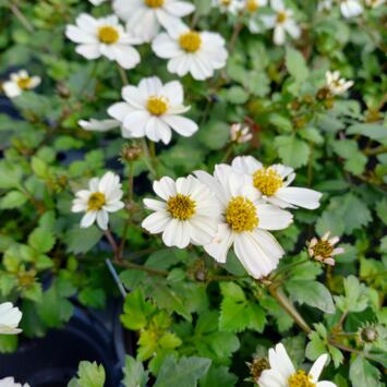 image BIDENS BLANC