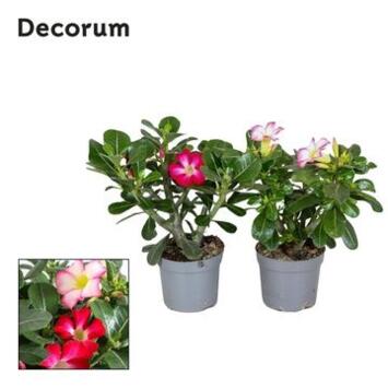 image ADENIUM VARIE