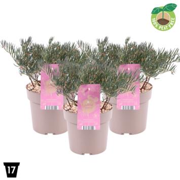 image ANDROMEDE GLAUCOPHYLLA