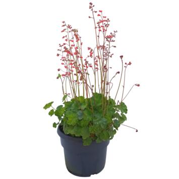 image HEUCHERA SANGUINEA FIREFLY