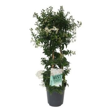 image SOLANUM JASMINOIDES PYRAM