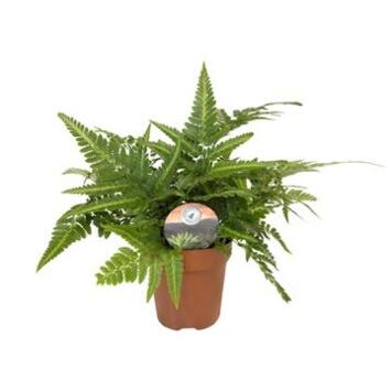 image FOUGERE ARACHNIODES ARISTATA