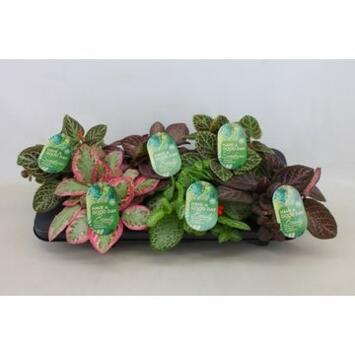 image EPISCIA VARIE