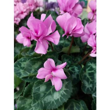 image CYCLAMEN MINI PETIT MOULIN