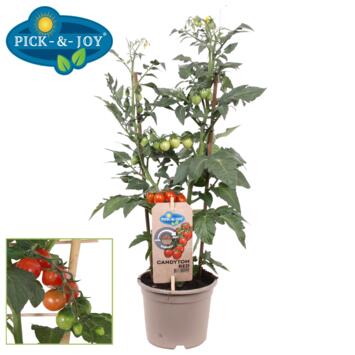 image TOMATE