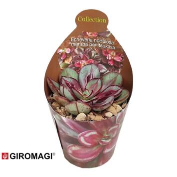 image GYMNOCALYCIUM BALDIANUM