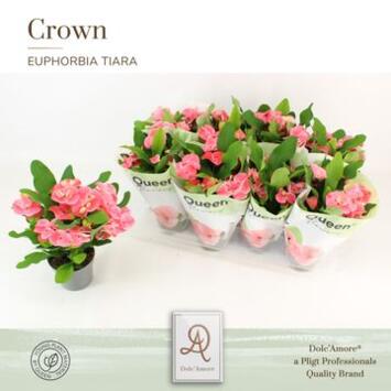 image EUPHORBIA MILII CHARLOTTE