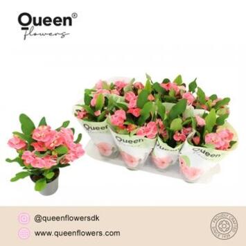 image EUPHORBIA MILII CHARLOTTE