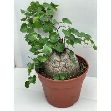 image DIOSCOREA ELEPHANTIPES