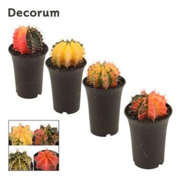 image GYMNOCALYCIUM VARIE