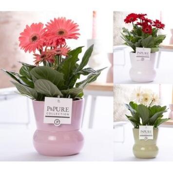 image GERBERA VARIE CERAM