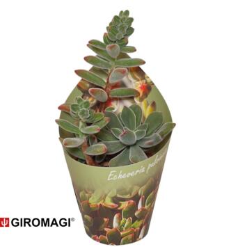 image CACTUS OPUNTIA QUITENSIS