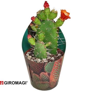 image CACTUS OPUNTIA QUITENSIS