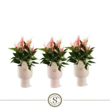 image ANTHURIUM LILLI CERAM