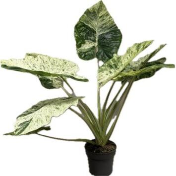 image ALOCASIA MARC SPLASH