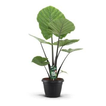 image ALOCASIA DARK STAR