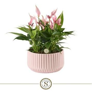 image ANTHURIUM ANDREANUM ROSE CERAM